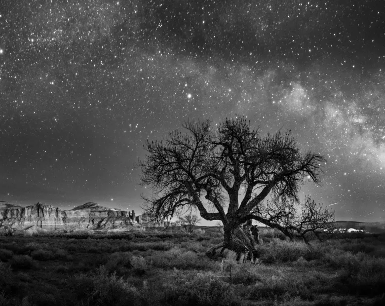 A black and white photograph by John Gregor, titled Hanging Tree Milky Way