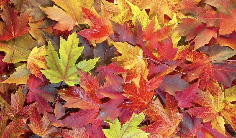 photo of fall leaves 